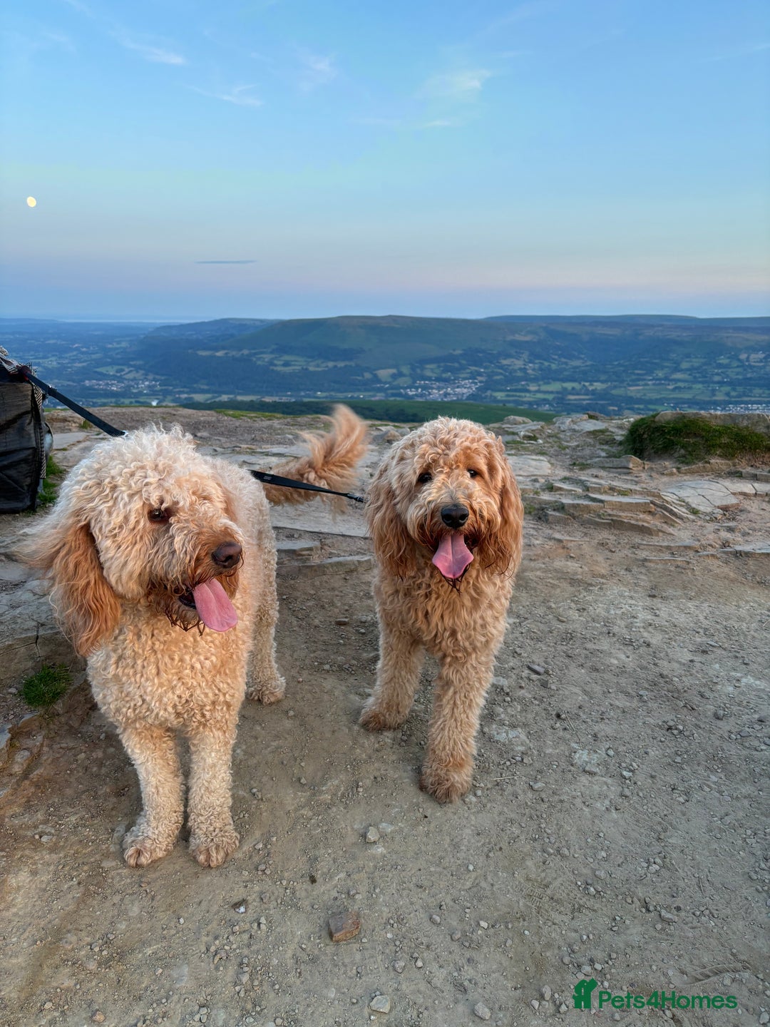 Double Doodle dogs for sale: Double doodles due soon!  - Image 3
