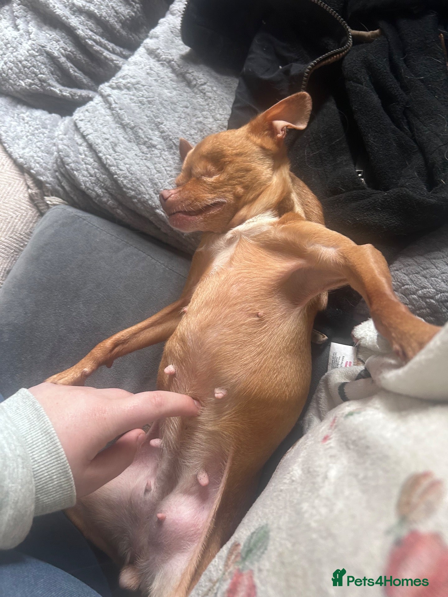 Chihuahua dogs Chihuahua  - Advert 16