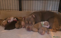 American Bully dogs for sale: Pocket Bullies  - Image 6
