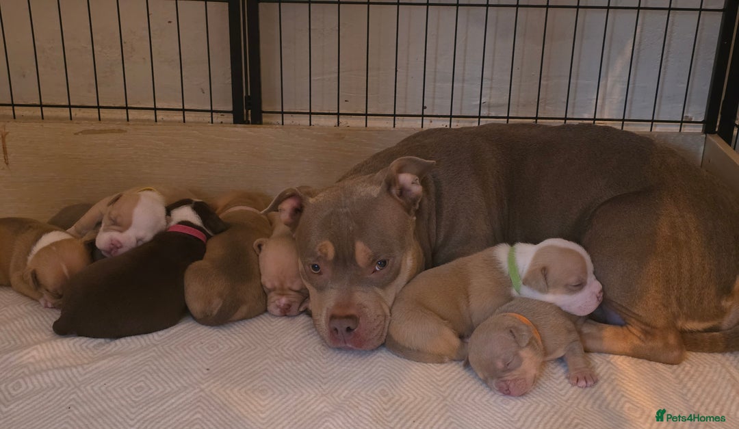 American Bully dogs for sale: Pocket Bullies  - Image 6