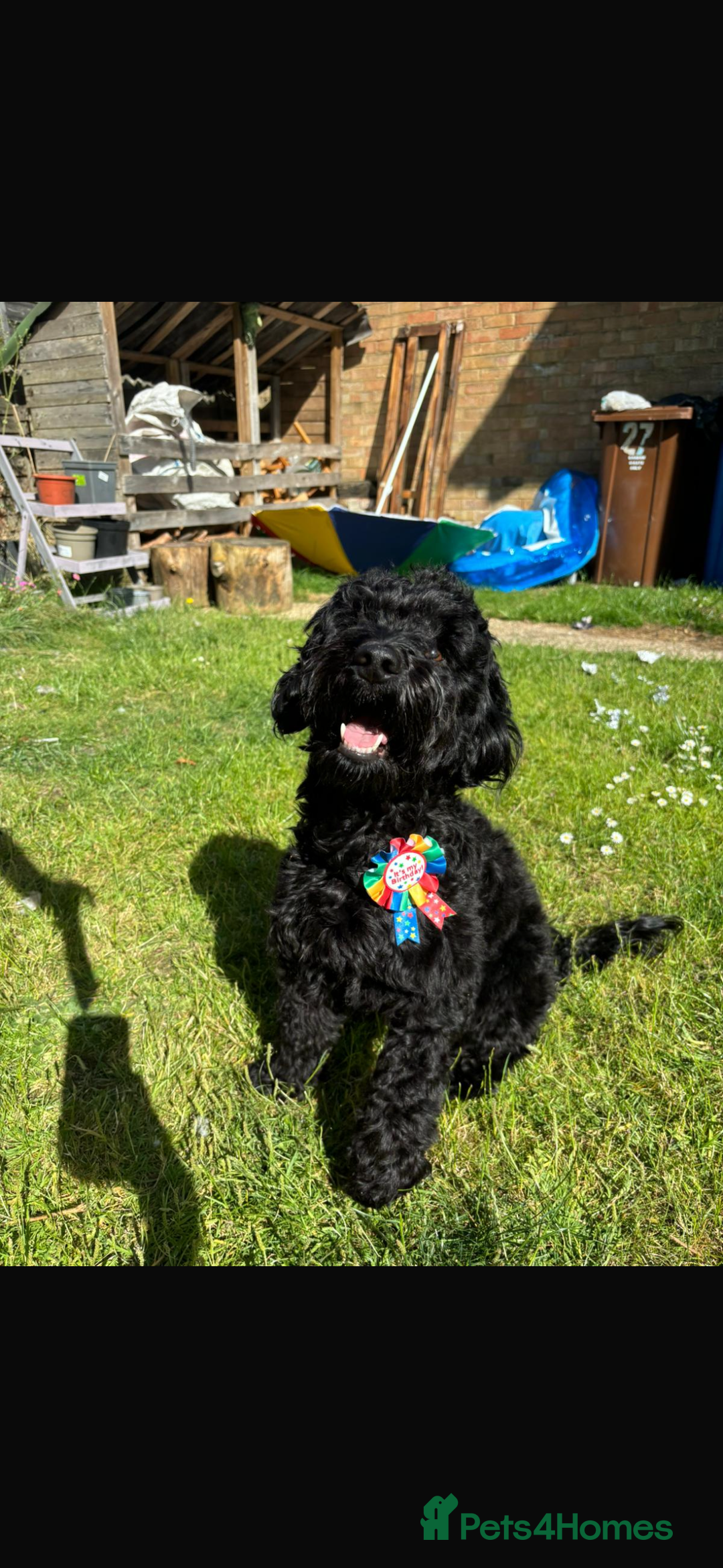 Mixed Breed dogs for sale: Beautiful Girl and Boy Cockadors  - Image 7