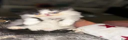 Persian cats for sale: 💖💖🐱💙💙 Persian kittens 💙💙🐱💖💖 - Advert 20