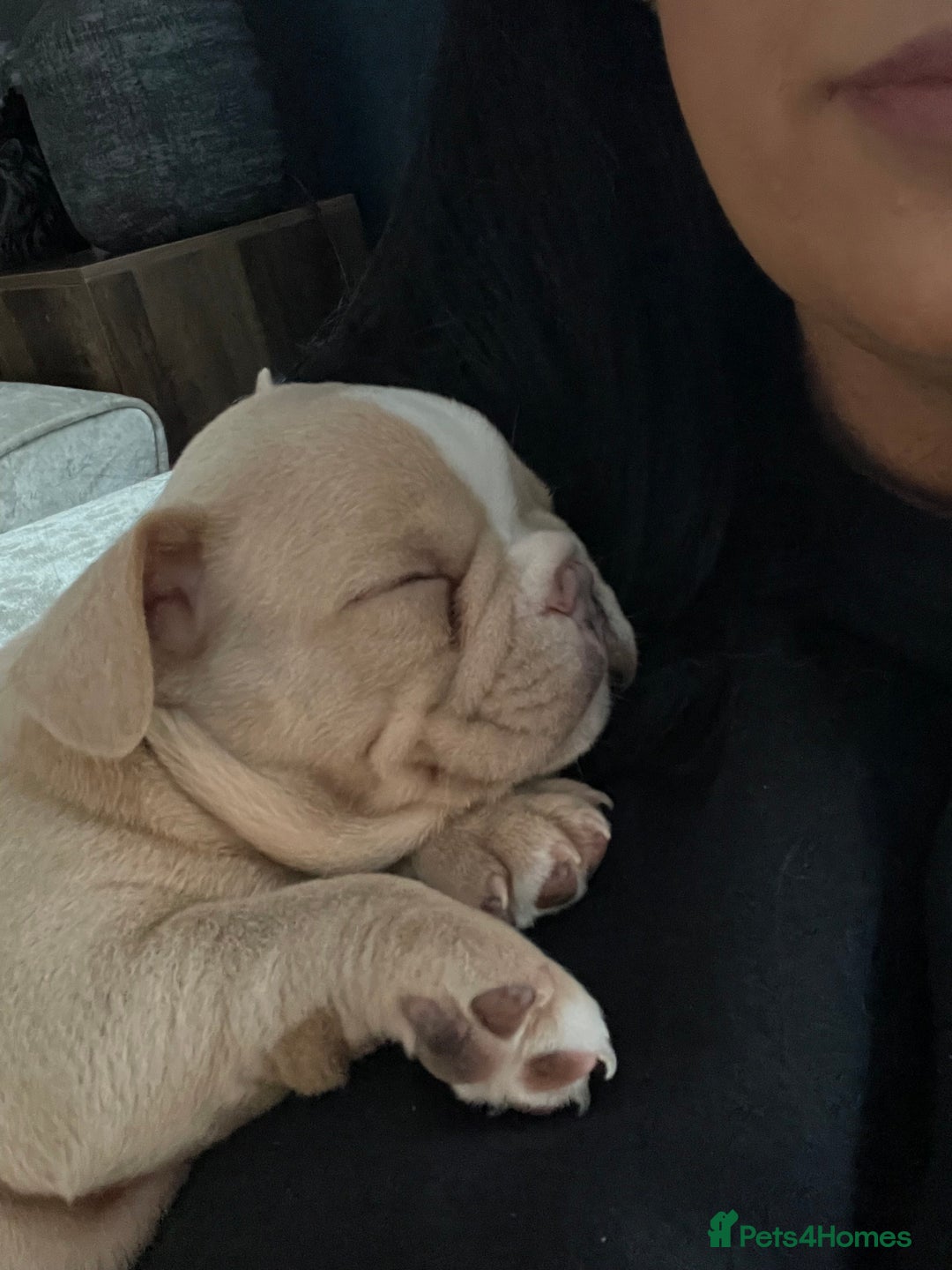 French Bulldog dogs for sale: French bulldog  - Image 16