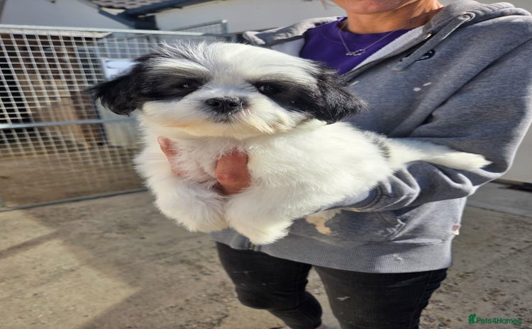 Lhasapoo dogs - Advert 1
