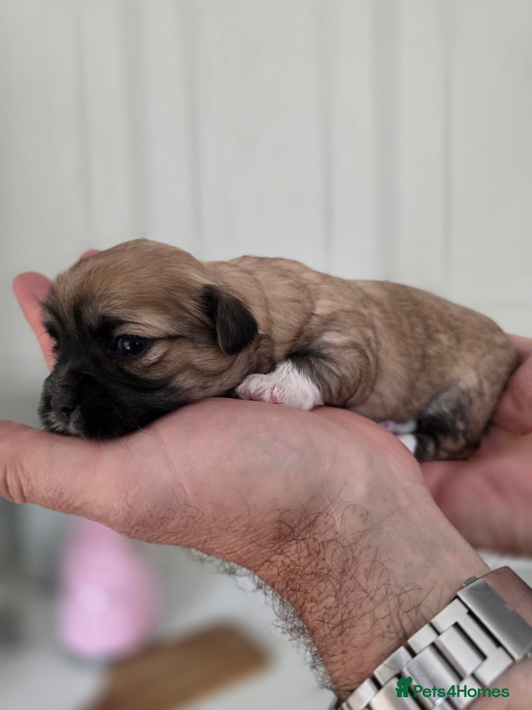 Lhasa Apso dogs for sale: Beautiful Lhasa Apso Puppies - Image 3