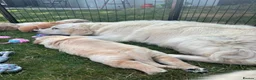 Golden Retriever dogs for sale: Beautiful pedigree Golden Retriever puppies in Usk - Advert 16