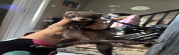Ferret rodents for sale: baby ferrets  in Pontefract - Advert 6