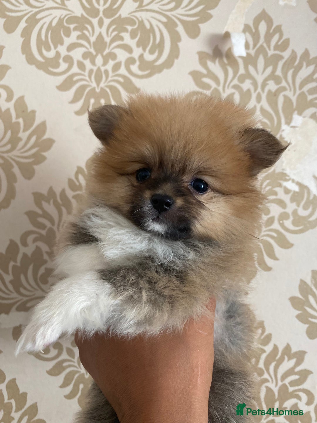 Pomeranian dogs for sale: Beautiful Russian bloodline Pomeranian puppies - Image 26