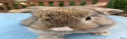 French Lop rabbits for sale: French Lop Bunnies in London - Advert 5