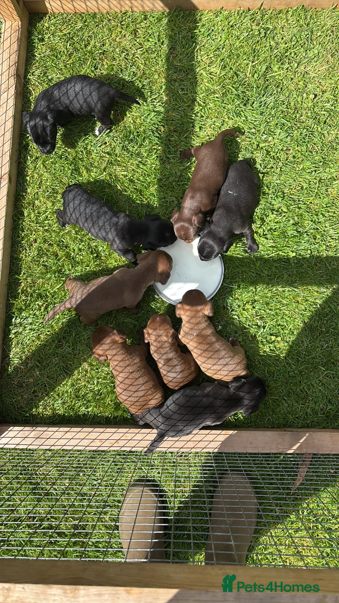 Mixed Breed dogs for sale: Adorable Patterdale X Terrier Puppies in Moreton-in-Marsh - Advert 2