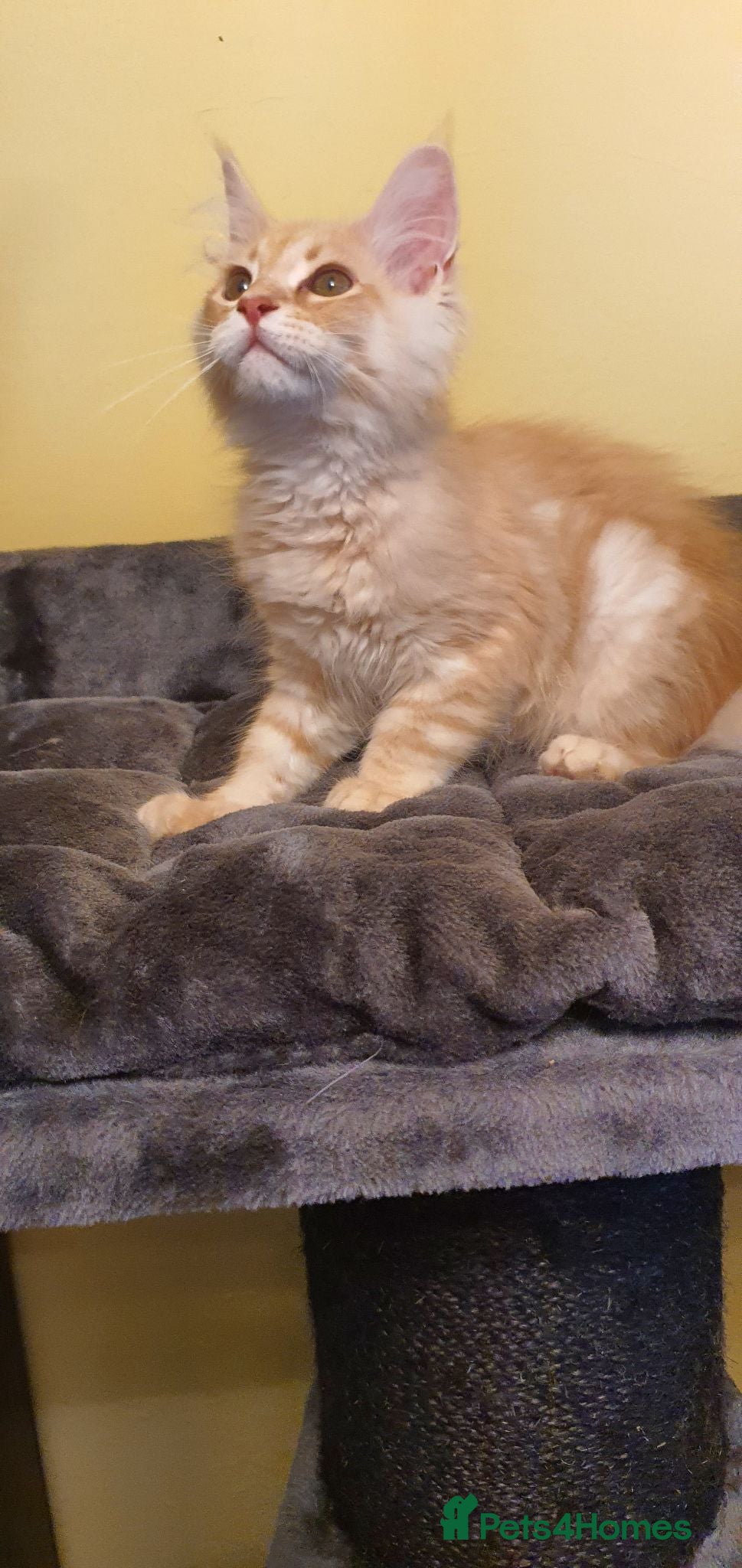 Maine Coon cats Maine coon 😸 Last cream boy left - Advert 2