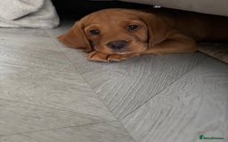Cockerdor dogs for sale: Fox red cockerdors in Deeside - Image 4