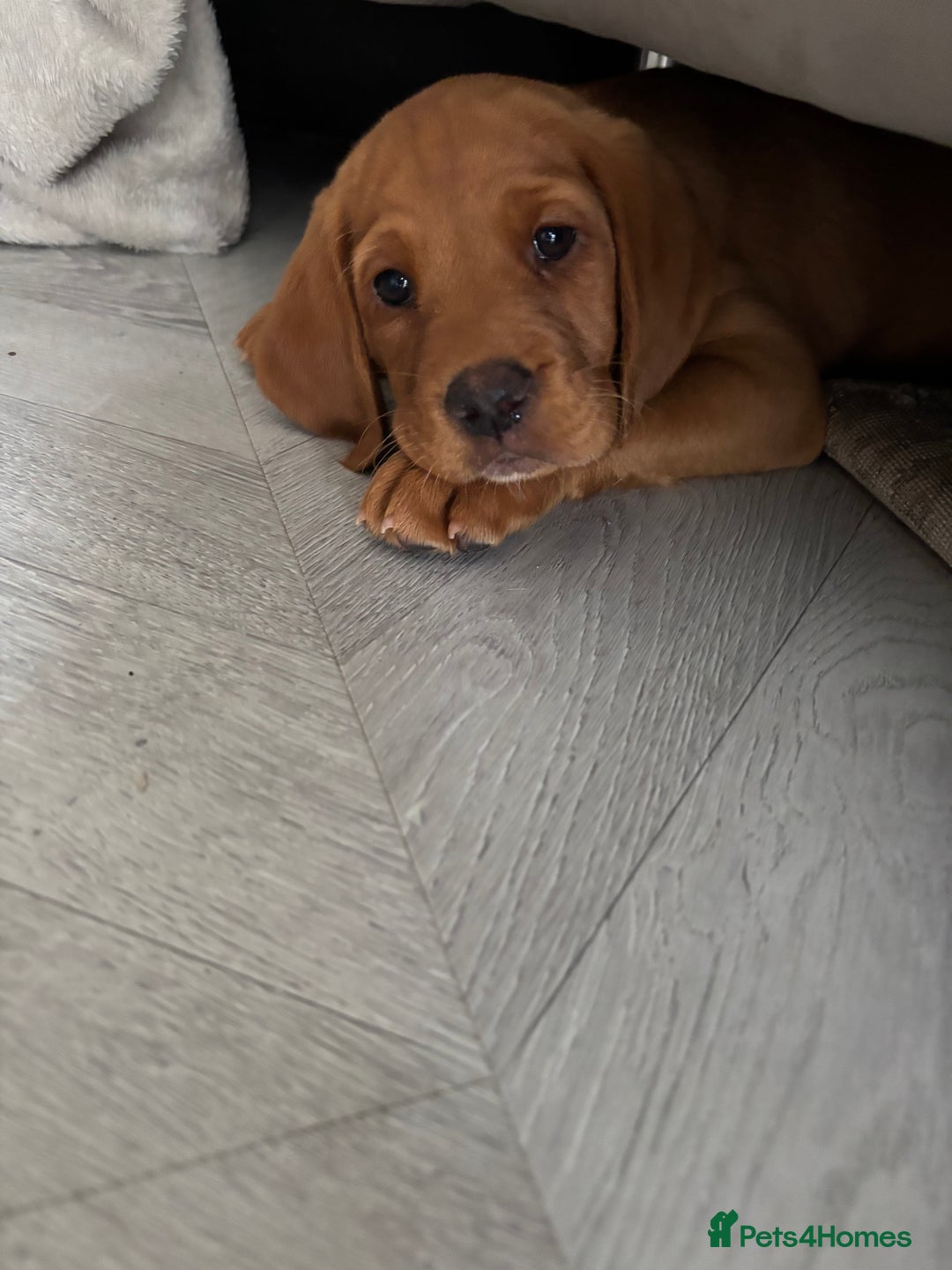 Cockerdor dogs for sale: Fox red cockerdors in Deeside - Image 4