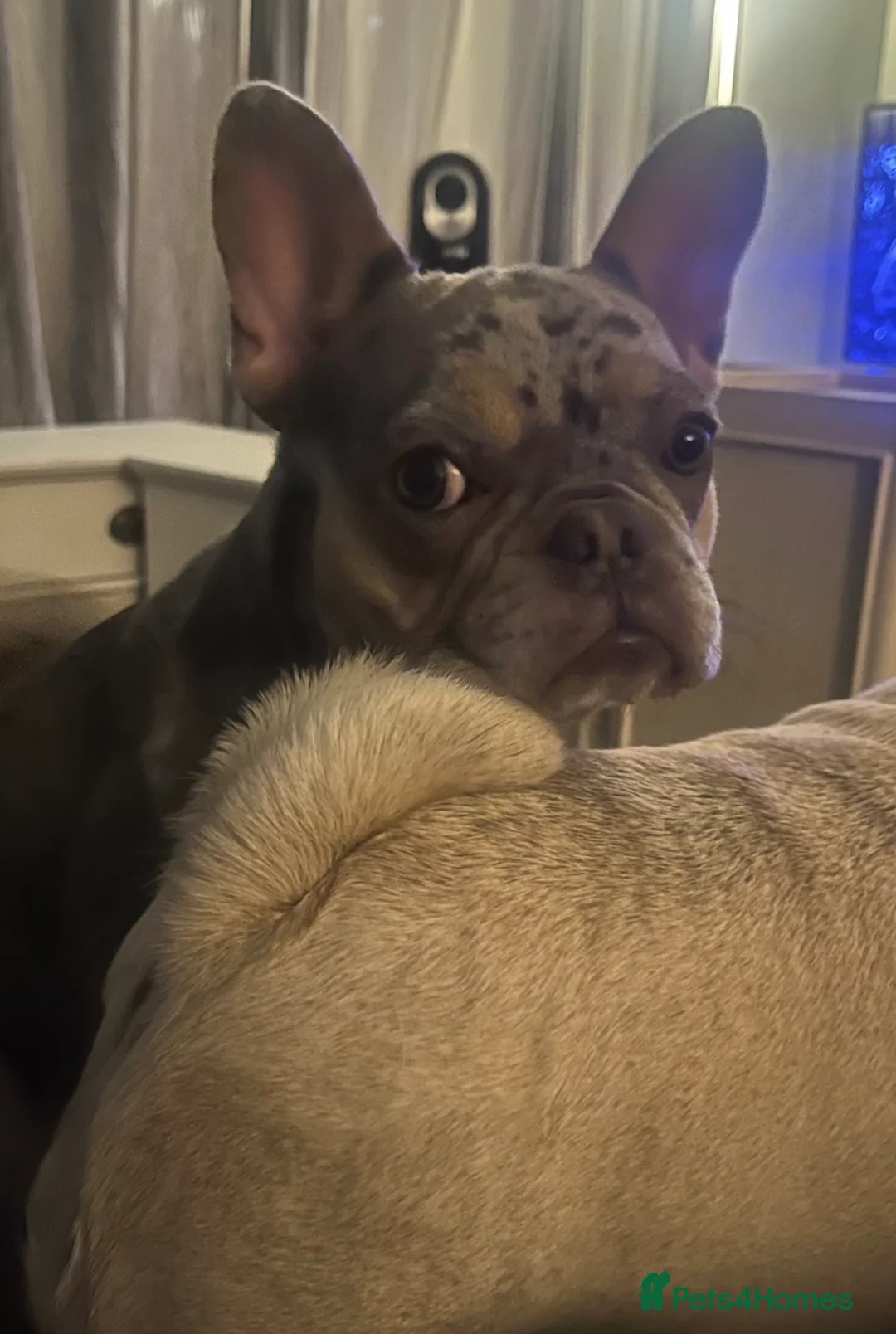 French Bulldog dogs for sale: French Bulldog Female Blue Merle Rare, Green Eyes  - Advert 4