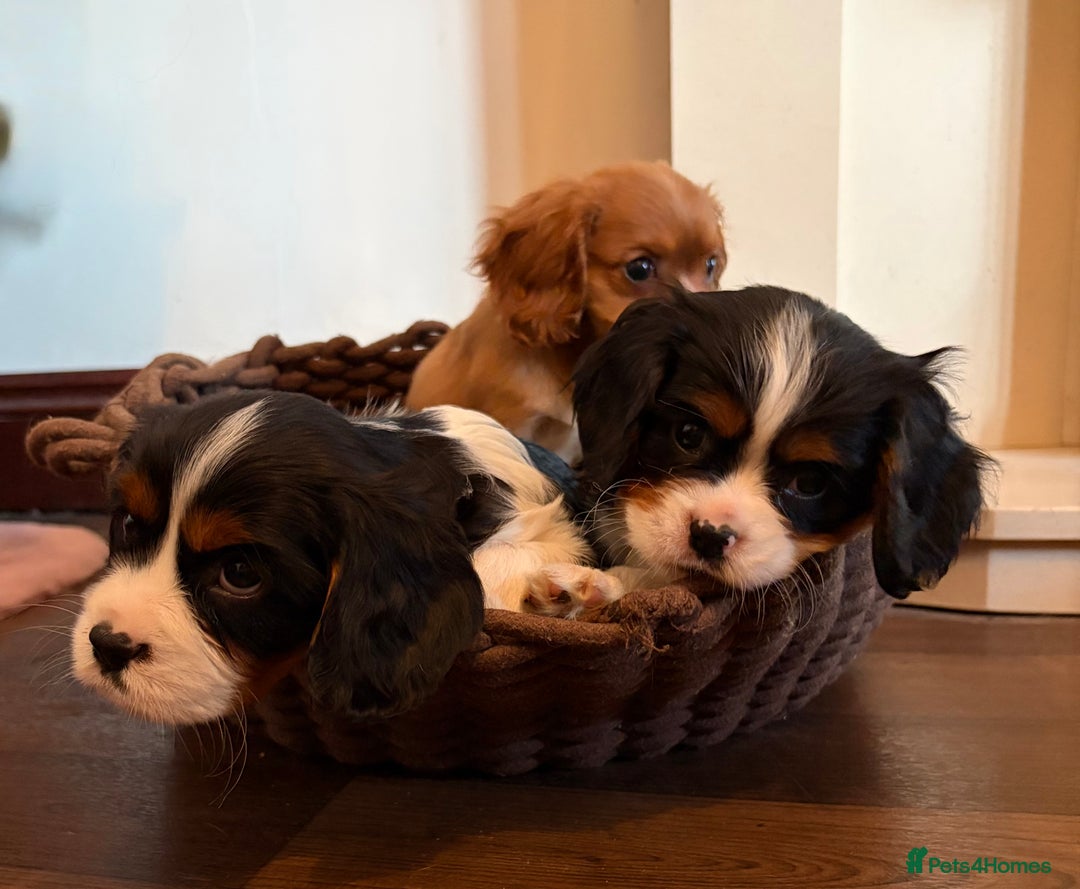Cavalier King Charles Spaniel dogs for sale: Gorgeous Cavalier King Charles Spaniel Boys - Advert 9