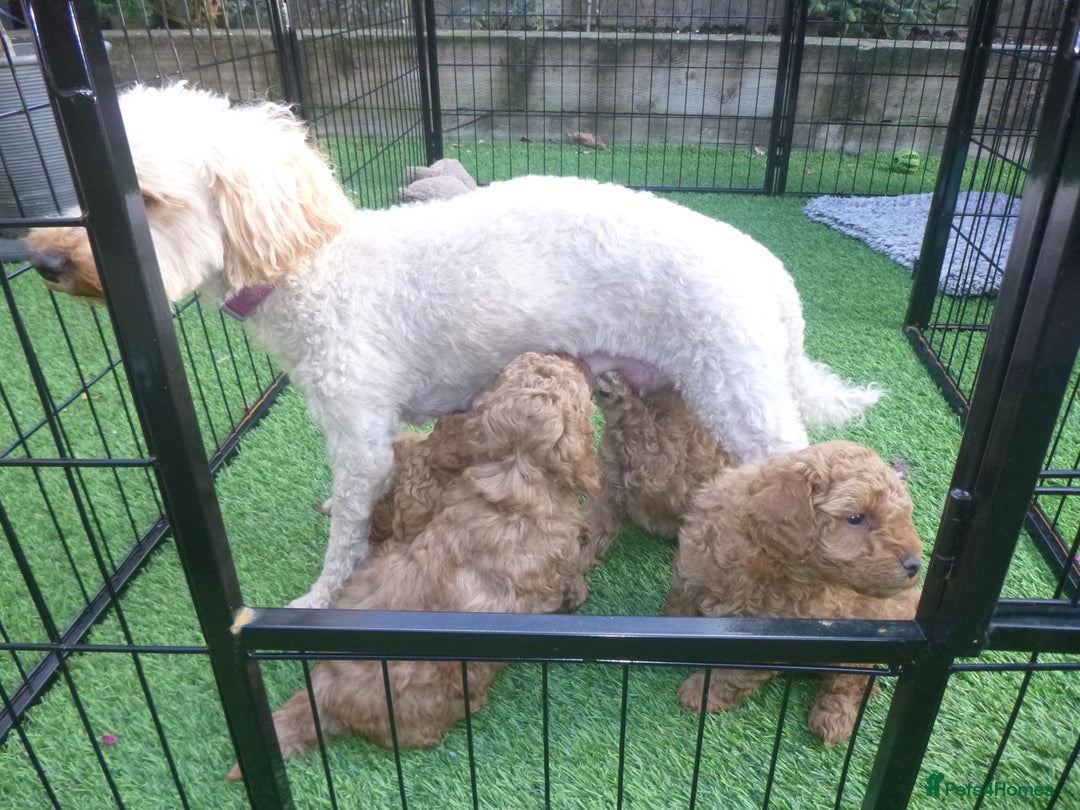 Toy Poodle dogs for sale: Gorgeous Toy Poodles - Image 3