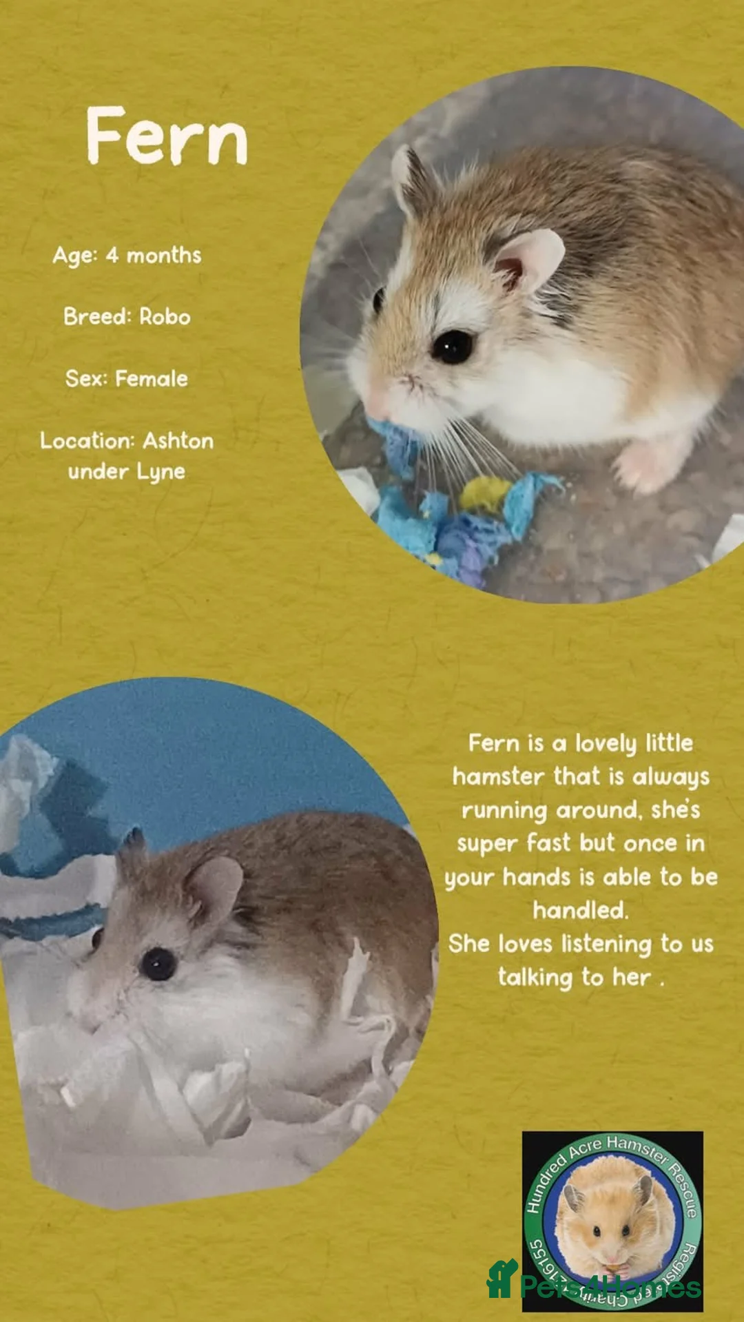 Hamster rodents for sale: Hamsters for adoption  - Advert 11