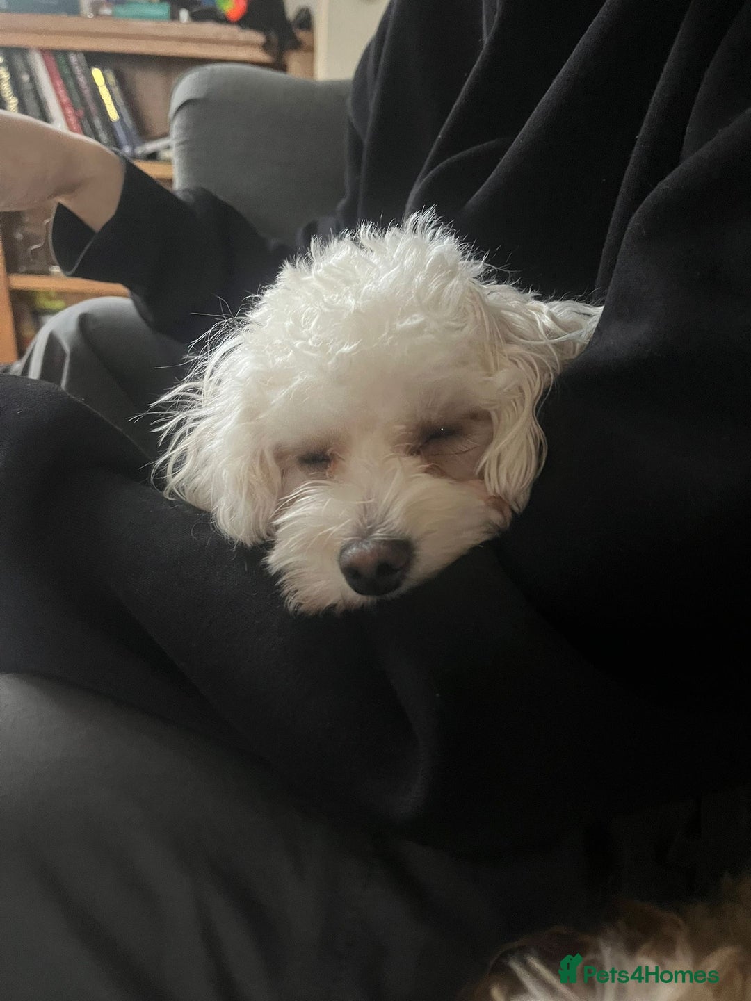 Maltipoo dogs for sale: 2 beautiful playful & lovely Maltipoo boys  - Image 28