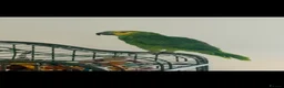 Parrots birds for sale: 10 month old blue fronted amazon in Bournemouth - Advert 1
