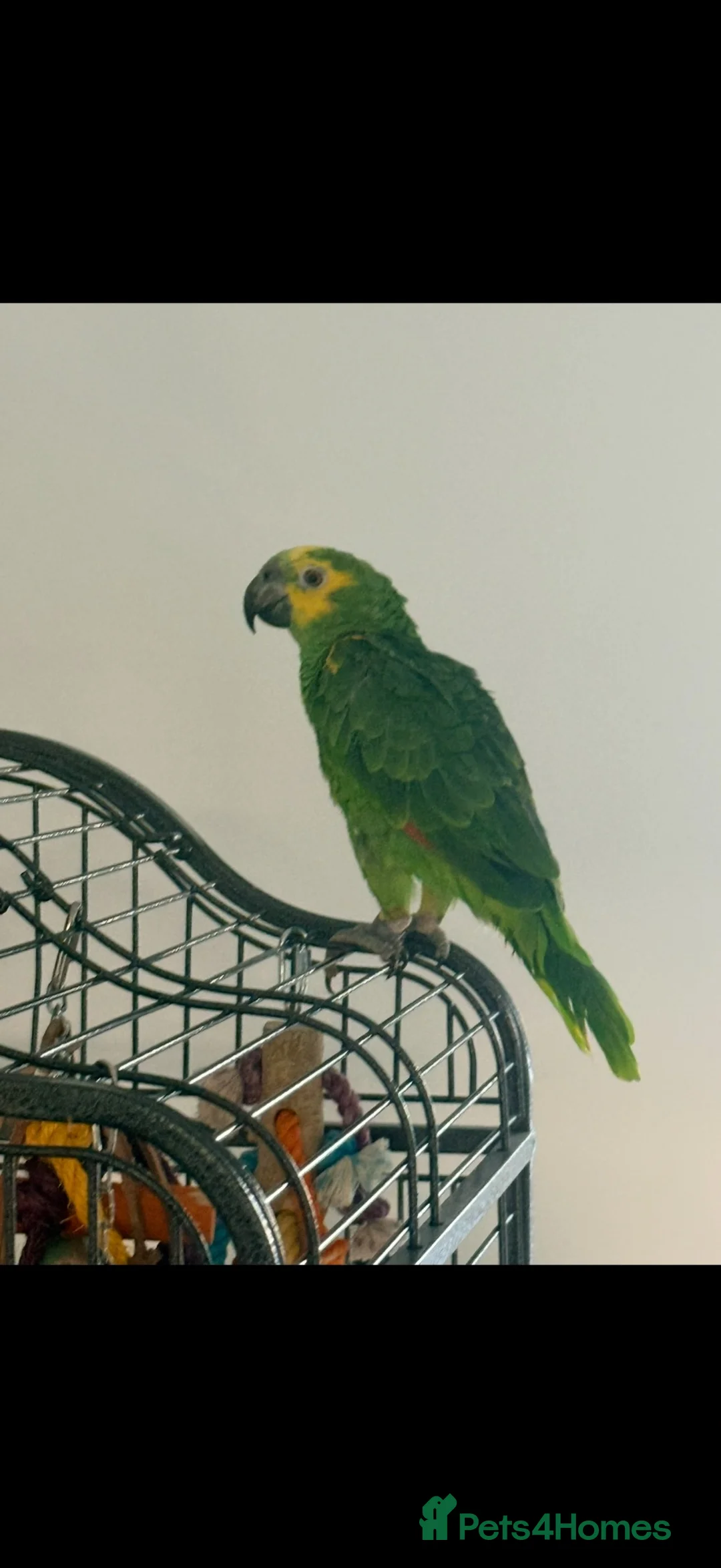 Parrots birds for sale: 10 month old blue fronted amazon in Bournemouth - Advert 1