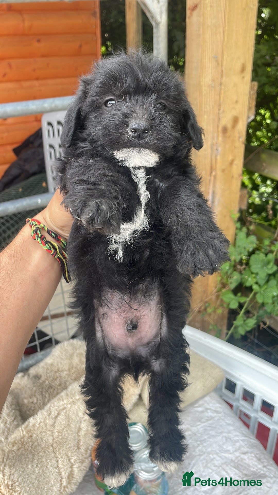 Doxiepoo dogs for sale: Doxiepoos - Image 4