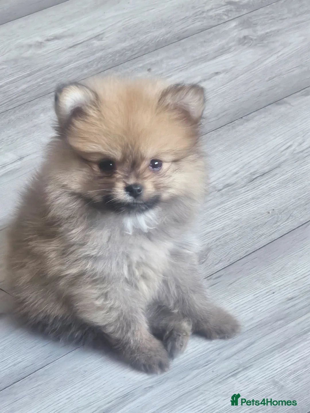 Pomeranian dogs for sale: 2 female pomeranian puppies - Advert 1