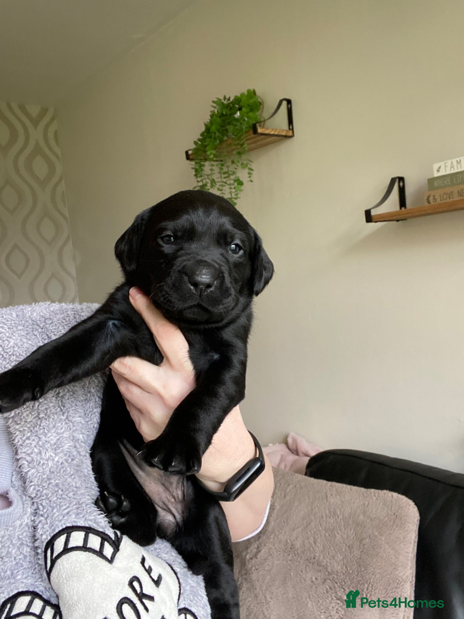 Labrador Retriever dogs Beautiful KC Registered Labradors puppies - Advert 6