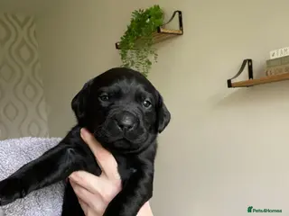 Labrador Retriever dogs Beautiful KC Registered Labradors puppies - Advert 6