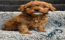 Cavapoo dogs for sale: Cavapoo puppies 🐶 FULLY HEALTH TESTED✅️  - Image 6