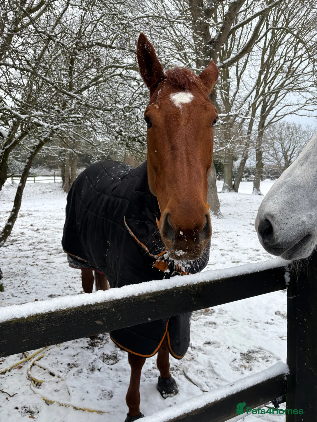 English Thoroughbred horses for sale: Bunny  - Advert 2