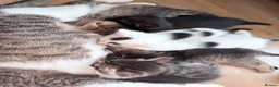 Mixed Breed cats for sale: 6 wonderful kittens  - Advert 13