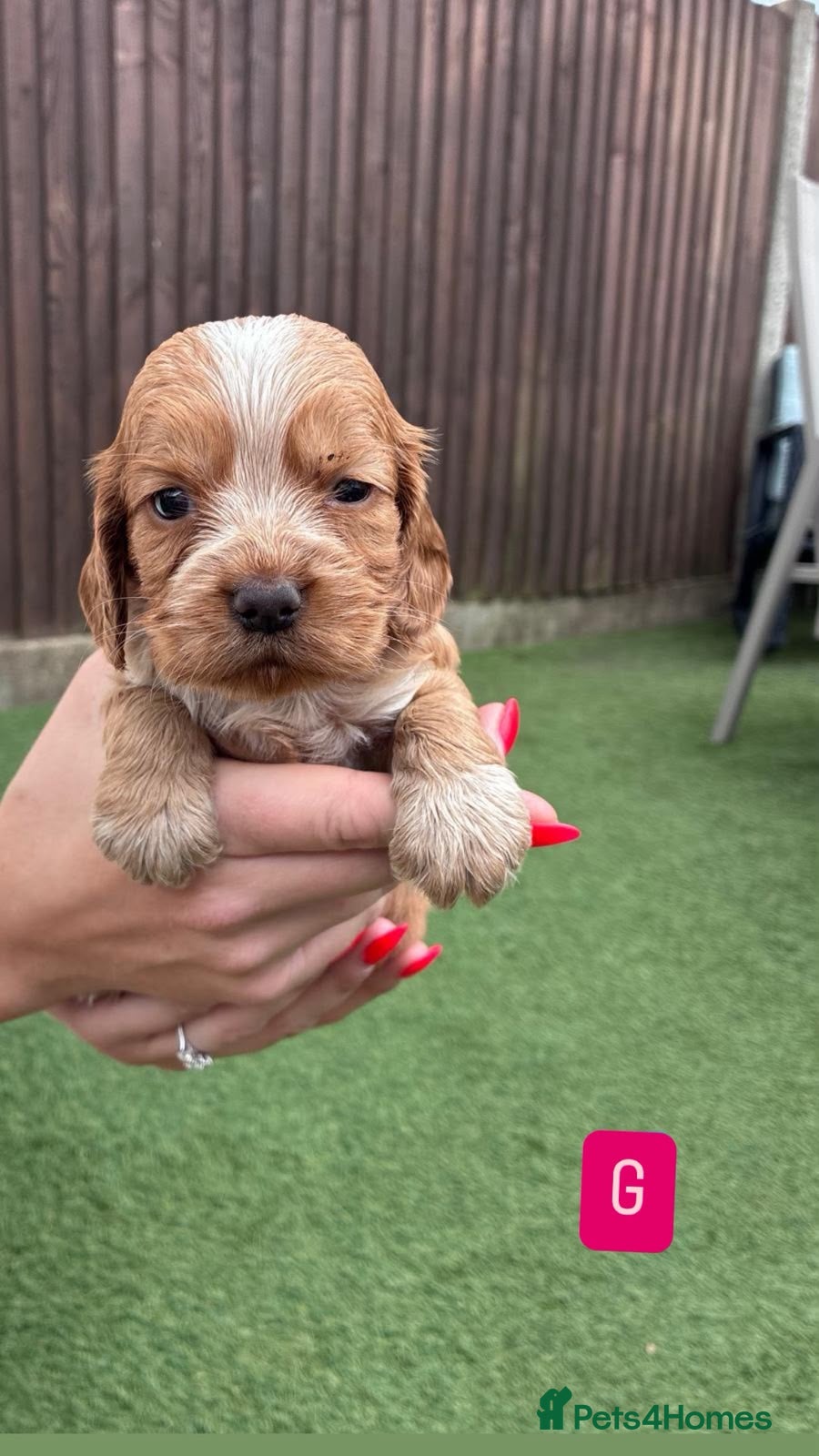 Cocker Spaniel dogs Cocker Spaniel Puppies - Advert 2