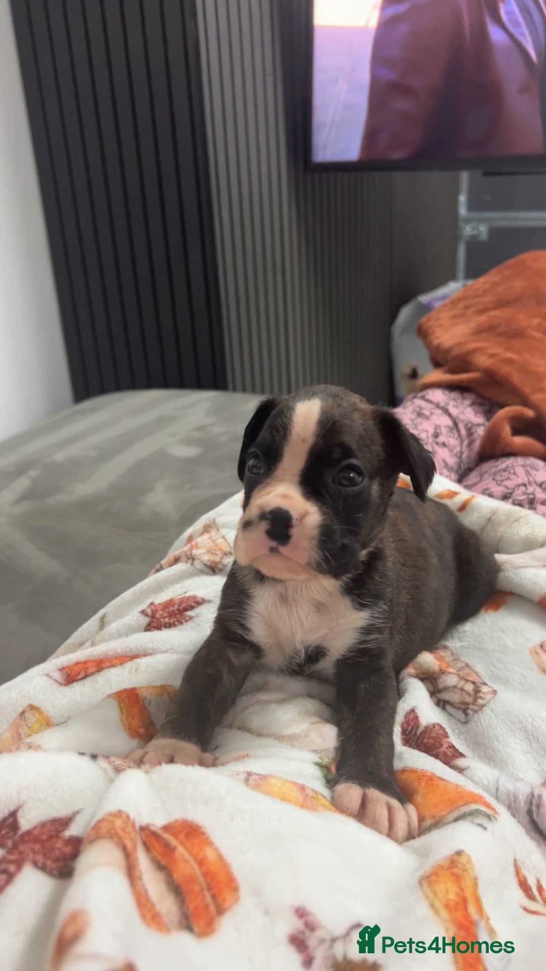 Boxer dogs for sale: Kc registered boxer puppies  - Advert 9