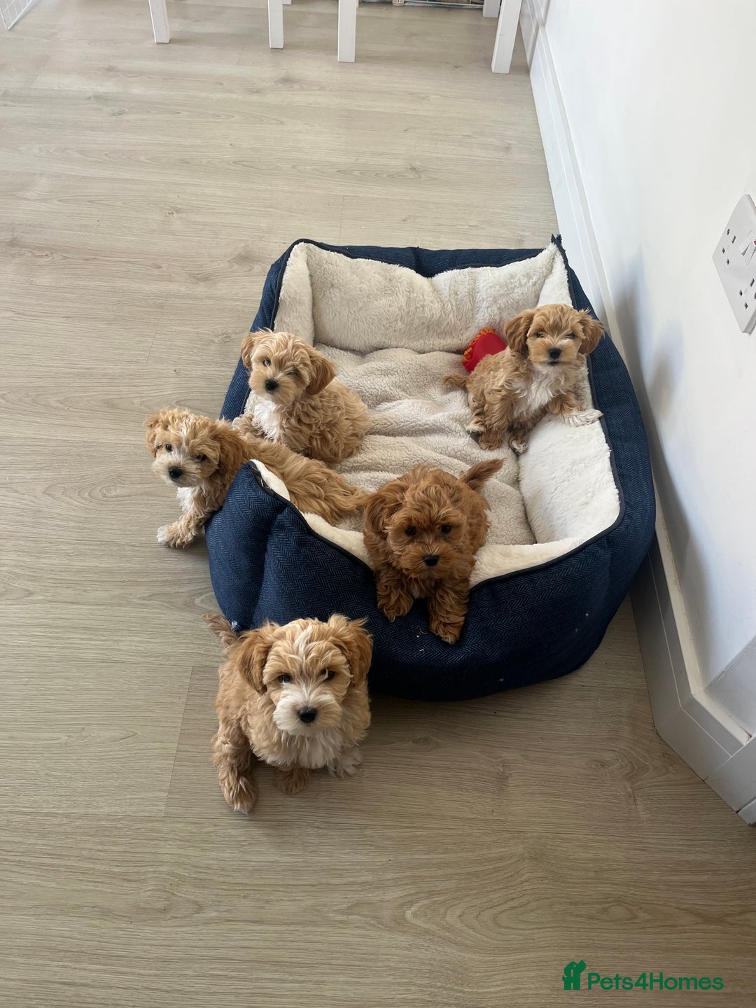 Maltipoo dogs for stud: Small Maltipoo Stud  - Image 7