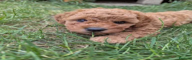 Toy Poodle 1