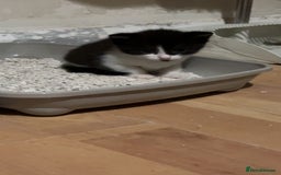 Mixed Breed cats for sale: Two female mixed kittens for sale - Image 10