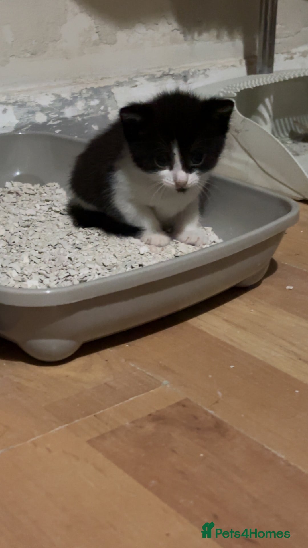 Mixed Breed cats for sale: Two female mixed kittens for sale - Image 10