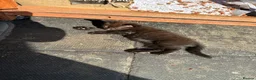 Mixed Breed cats for sale: Rare Chocolate Brown Fluffy Kittens - Advert 3
