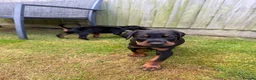Dobermann dogs for sale: 2 girls left ❤️ Doberman Puppies - Advert 4