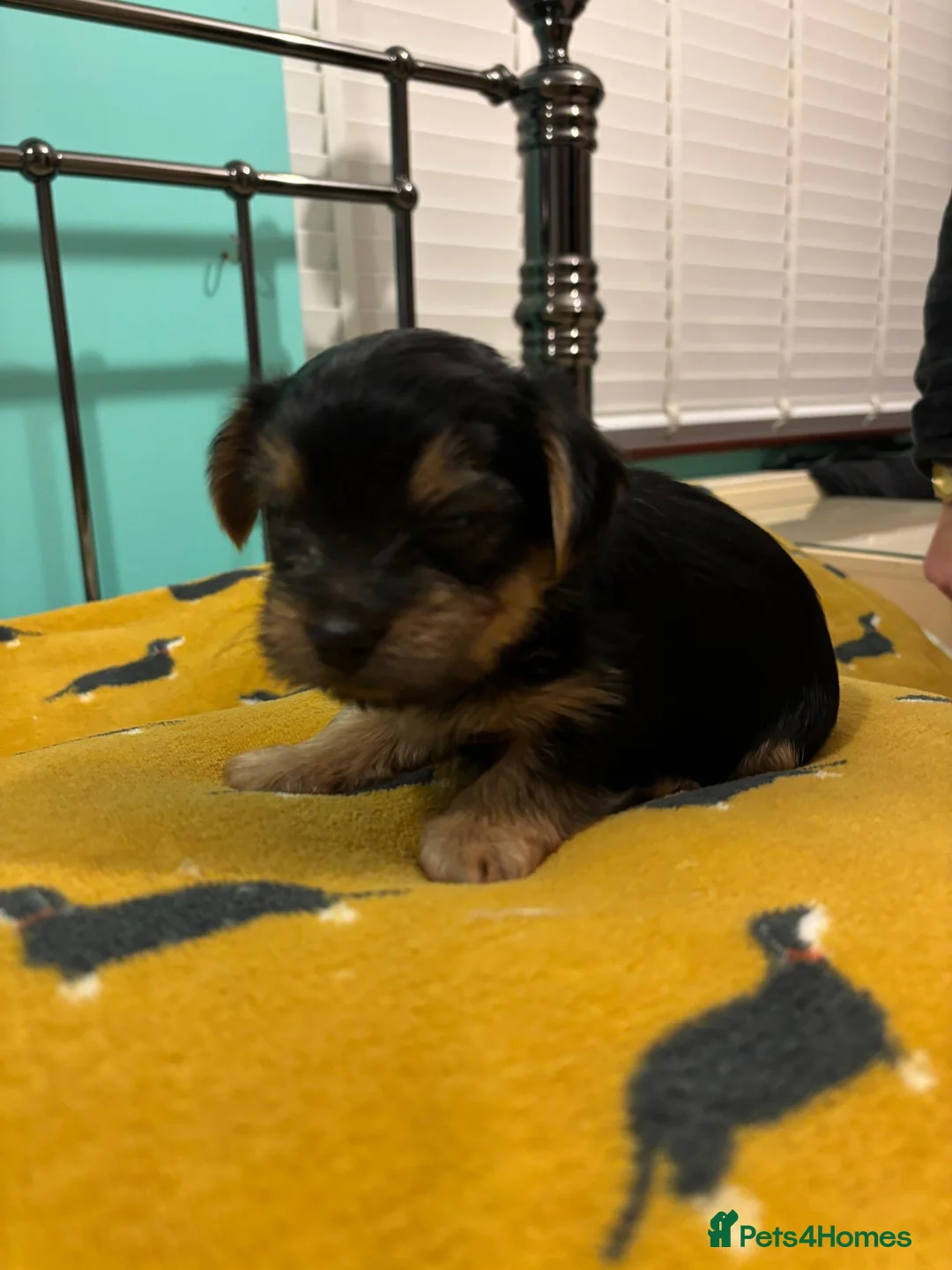 Yorkshire Terrier dogs for sale: 4 Stunning Miniature Yorkshire terriers for sale  - Advert 39