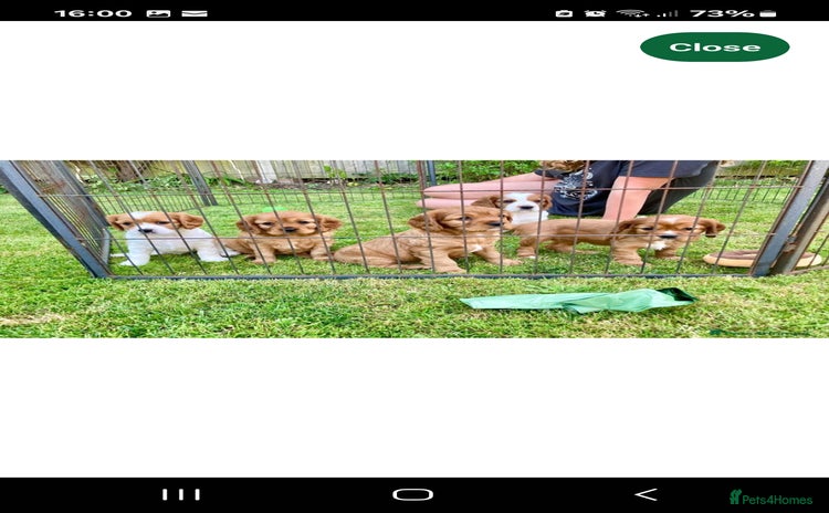 Cavachon dogs 1 lovely boy left - Advert 10