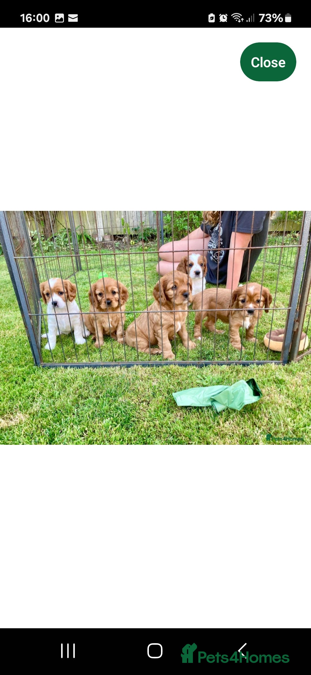 Cavachon dogs for sale: 1 lovely boy left - Image 2