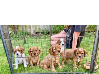 Cavachon dogs 1 lovely boy left - Advert 8