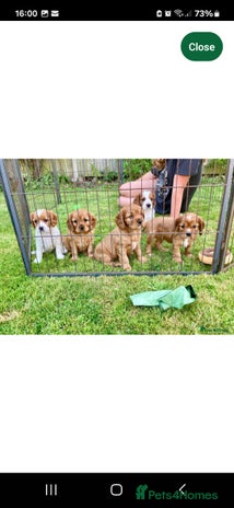 Cavachon dogs 1 lovely boy left - Advert 10