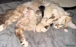 Ragdoll cats for sale: Ragdoll kittens **3** left - Image 13