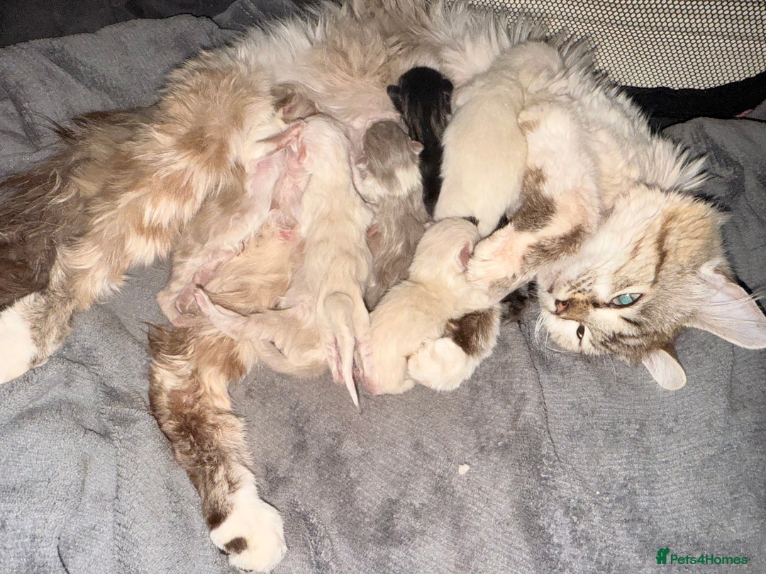 Ragdoll cats for sale: Ragdoll kittens **3** left - Image 13