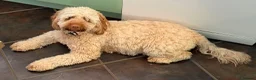 Cockapoo dogs for sale: Chocolate Cockapoos for sale - Advert 2