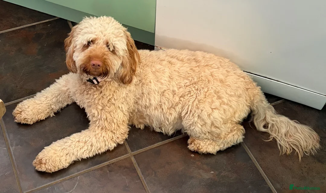 Cockapoo dogs for sale: Chocolate Cockapoos for sale - Advert 2