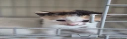 Mixed Breed cats for sale: Beautiful babies needing forever homes - Advert 11