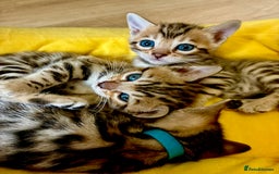 Bengal cats for sale: Beautiful Bengal Kittens  - Image 3